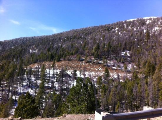 Helena National Forest